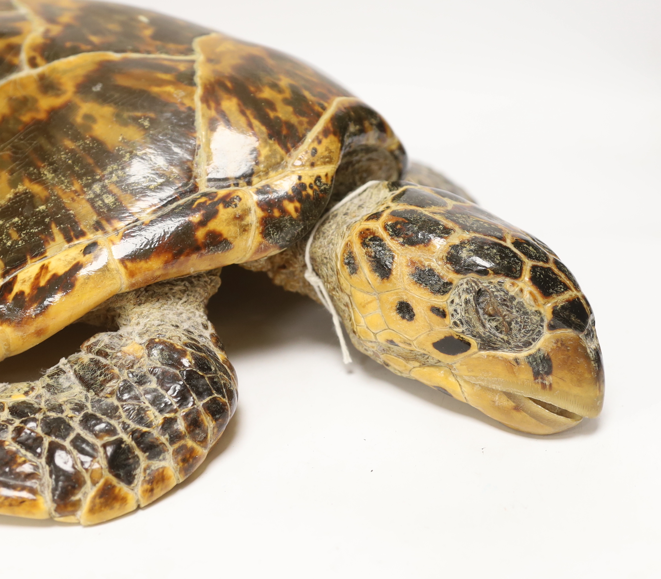 Taxidermy: Hawksbill Sea Turtle (Eretmochelys imbricata), circa 20th century, 63cm long Cites Annex A, Appendix II (exempt) This specimen would require a re-export licence to export from the UK, an import permit would be
